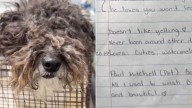Dog Left At California Shelter With A Note That Left Rescuers Shattered