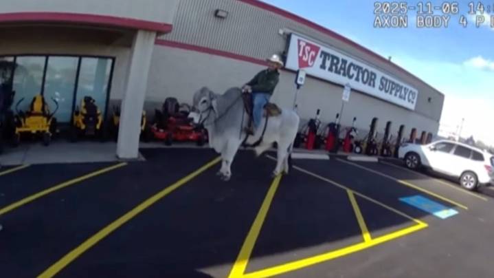 Alliance police have a bullish experience at Tractor Supply