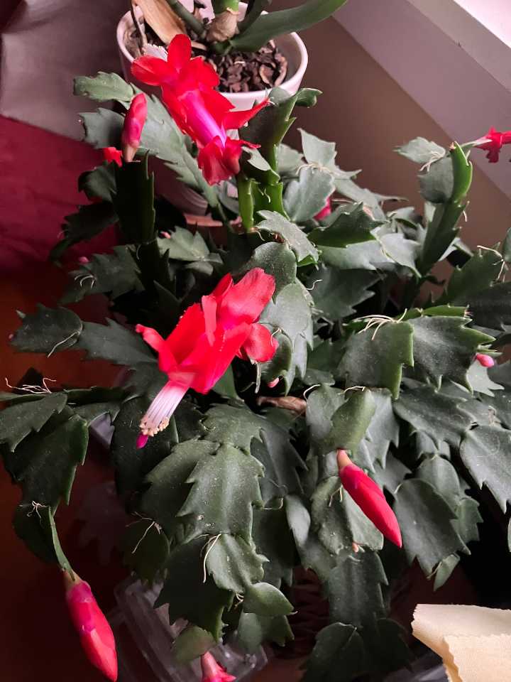 Thanksgiving Cactus or Christmas Cactus? Which is it, how to get it to bloom