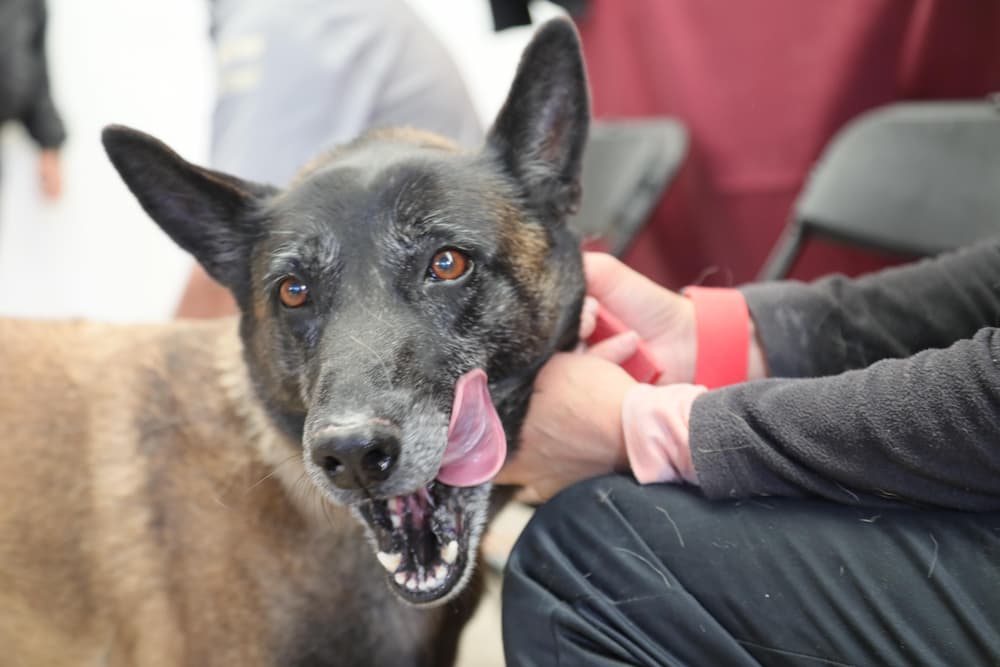 Hidalgo acelera acciones para frenar la rabia y fortalecer la esterilización de mascotas