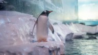 Pressure grows for release of penguins ‘trapped’ in London aquarium basement