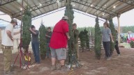 Triad Christmas tree farms say supply is strong this year, even after Hurricane Helene