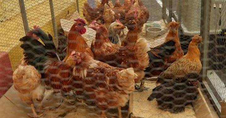 La gripe aviar, ¿una amenaza permanente?: transmisión, síntomas, casos sospechosos, sacrificio y vacunación de las aves