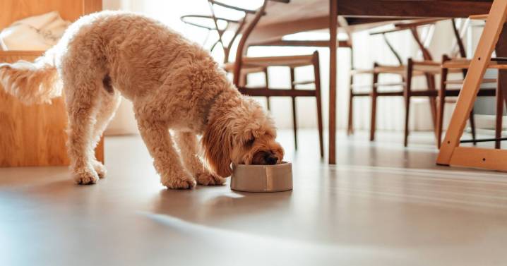 Pet owners given cold tap warning over giving water to their dogs