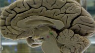 Your brain isn't fully 'adult' until age 32, scientists say