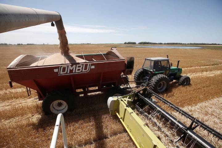 “Megacampaña”. Confirmaron que la Argentina tendrá la mayor cosecha de trigo de la historia