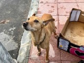 Llamamiento para ayudar a las protectoras que acogen perros abandonados en Jamilena