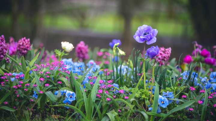 The Purple Perennial You Can Plant In November For Beautiful Spring Blooms