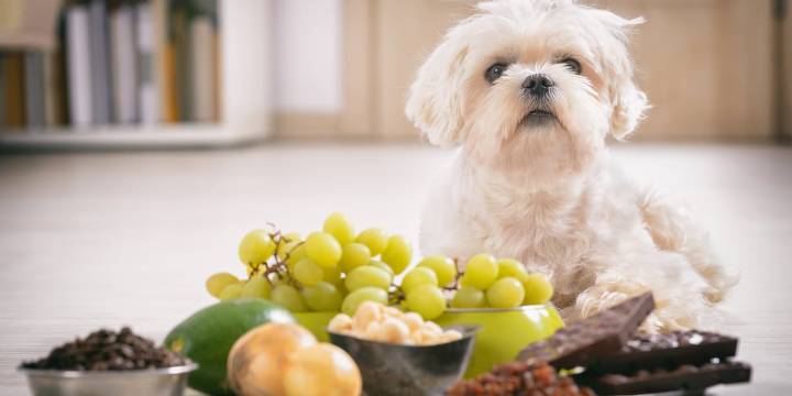 Thanksgiving foods your pet can and can’t eat