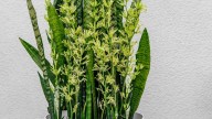 Un chorrito de este abono casero y tu sansevieria o lengua de suegra estallará de flores antes del verano