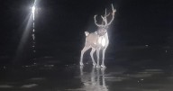 Runaway reindeer sparks huge emergency operation