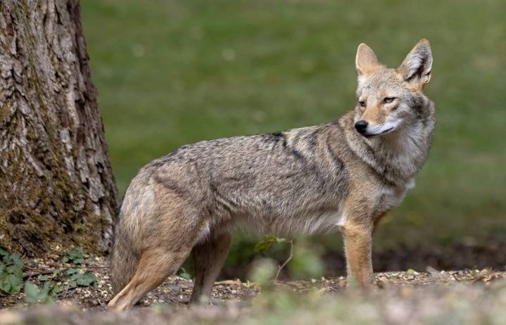 Coyote trapped and killed at Washington Park Arboretum