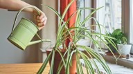Keep Spider Plants Happy All Winter Long With These Essential Tips