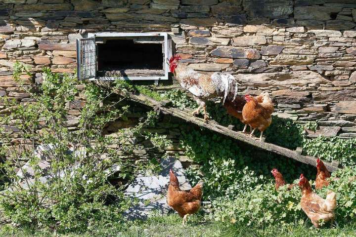 España refuerza el control por la gripe aviar: el Gobierno confina aves de corral en 1.199 municipios