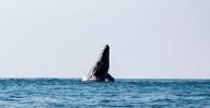 Ballenas jorobadas en Michoacán: cuándo y dónde verlas esta temporada