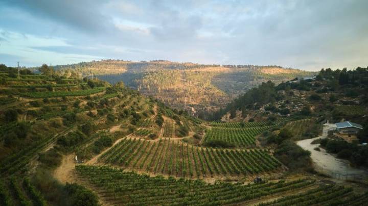 Flam Winery Commits to Judean Hills