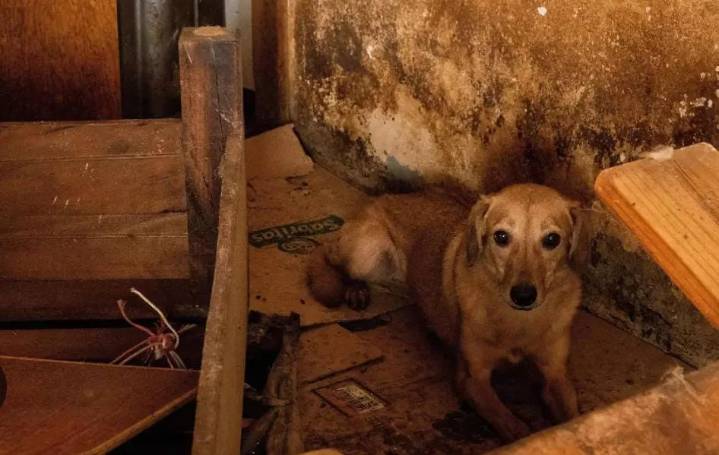 EXIGEN sanciones reales tras brutal agresión contra “Rambo”