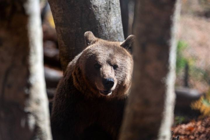 Bears in the backyard, wolves at the door: Greek villages have a growing predator problem
