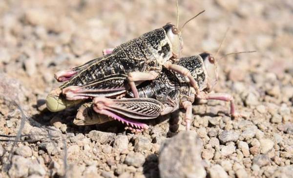 Qué es el tucura sapo, el bicho caníbal por el que la Patagonia está en emergencia
