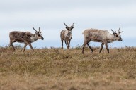 What’s at risk for Arctic wildlife as Trump expands oil drilling access in the fragile National Petroleum Reserve