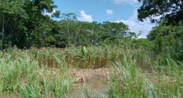 Lluvias impiden la siembra en el Delta Medio