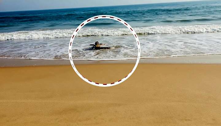 Crocodile Spotted Along Astaranga Coast in Puri, Forest Department on High Alert