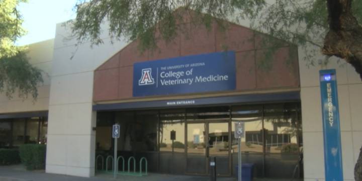 Thousands of aspiring veterinarians applied to the University of Arizona Vet School this application cycle