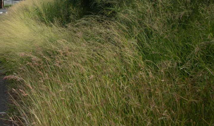 Letter: Pitiful state of roadside plants a worrying sight