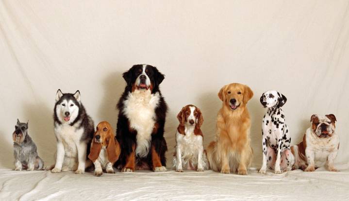 Del chihuahua al gran danés, la extrema diversidad de razas de perros nos acompaña desde hace miles de años