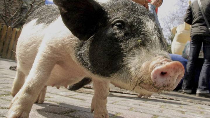 Arranca el primer ensayo clínico de trasplante de riñón de cerdo