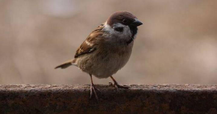 Anyone with robins or sparrows in garden this winter issued 'twice a day' rule