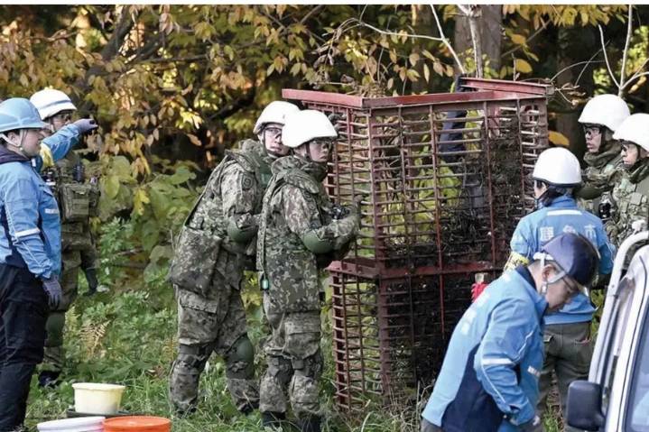 ¿Qué ocurre en Japón? Ola de ataques de osos siembra miedo y deja varias víctimas