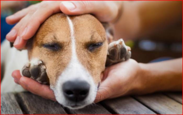 Bogotá lanza iniciativa para salvar vidas animales en las vías