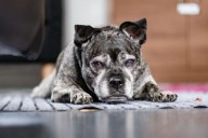 Tears as Dog Abandoned in Apartment With Heartless Note: ‘I No Longer Want’