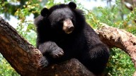 Uttarakhand grapples with a black bear problem: 5 people killed in attacks, authorities scramble for solutions