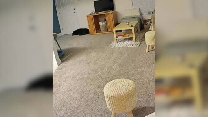 North Carolina Woman Installs Camera And Discovers Her Dog’s Heartbreaking Secret