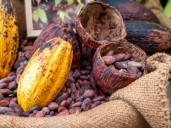 Venezuela: El cacao como eje estratégico para la economía nacional, con calidad fino de aroma