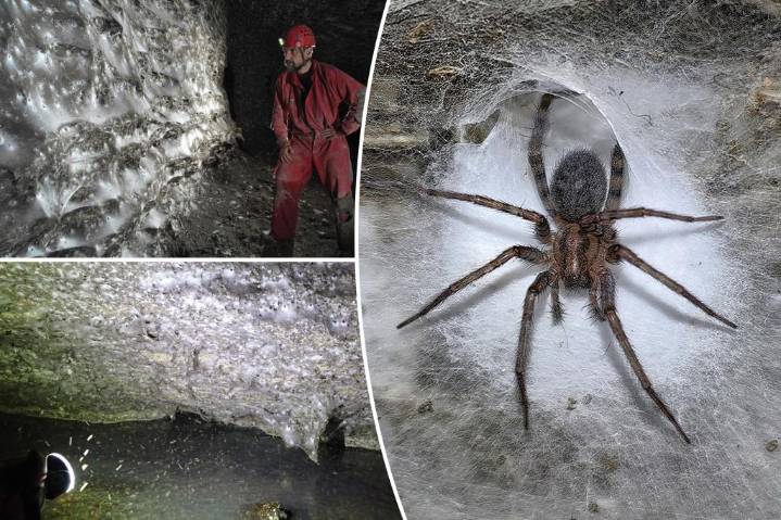 Scientists discover world's largest spiderweb at over 1,100 square feet