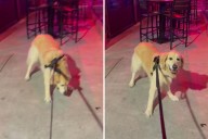 Owner Takes Golden Doodle on Walk—Can't Cope With His Reaction to Bar With Live Music