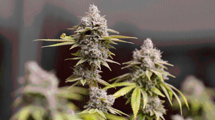 Marijuana is losing favor because it is a truly harmful substance