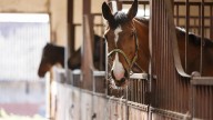 ISDA, state vet discourage horse travel amidst equine disease outbreak