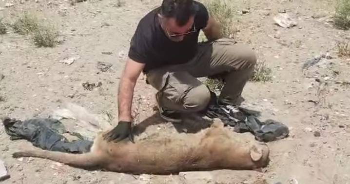 Hallaron un puma muerto en Ruta 6 de Roca