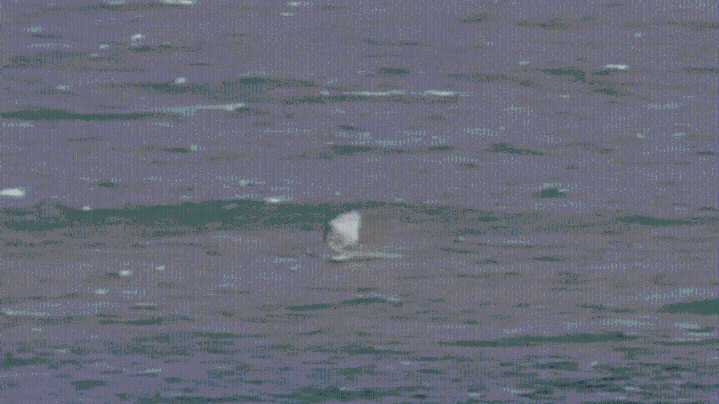 WA wind surfer’s miracle escape from great white shark captured on camera