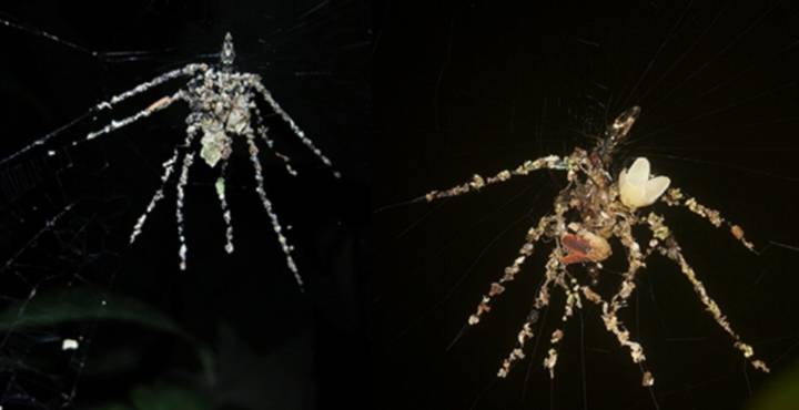 These Tiny Spiders Build Giant ‘Puppet’ Decoys From Disembodied Prey