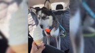 Husky's First Taste Of Ice Cream Goes Viral After Heartwarming Moment In Washington