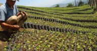 Café de Colombia: Huila se mantiene de líder en producción y Caldas ocupa el 5.º lugar, según la Federacafé