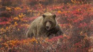 Grizzly Mauling Of School Picknickers In Canada Baffles Experts