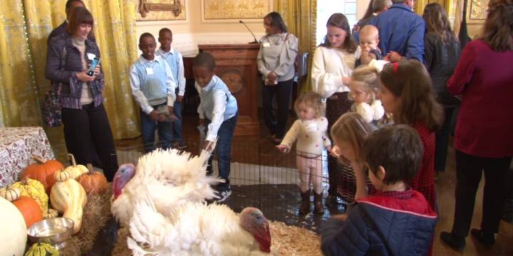 Governor Stein pardons two turkeys ahead of Thanksgiving