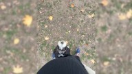 Pregnant Woman Convinced Her Dog Is Gone In Massachusetts Park, Her Mistake Leaves Everyone Laughing