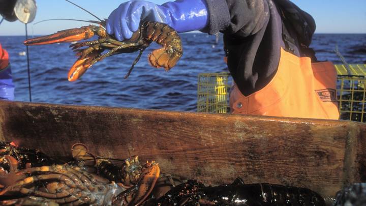 Lobster boats must keep using tracking devices for government observation, court rules